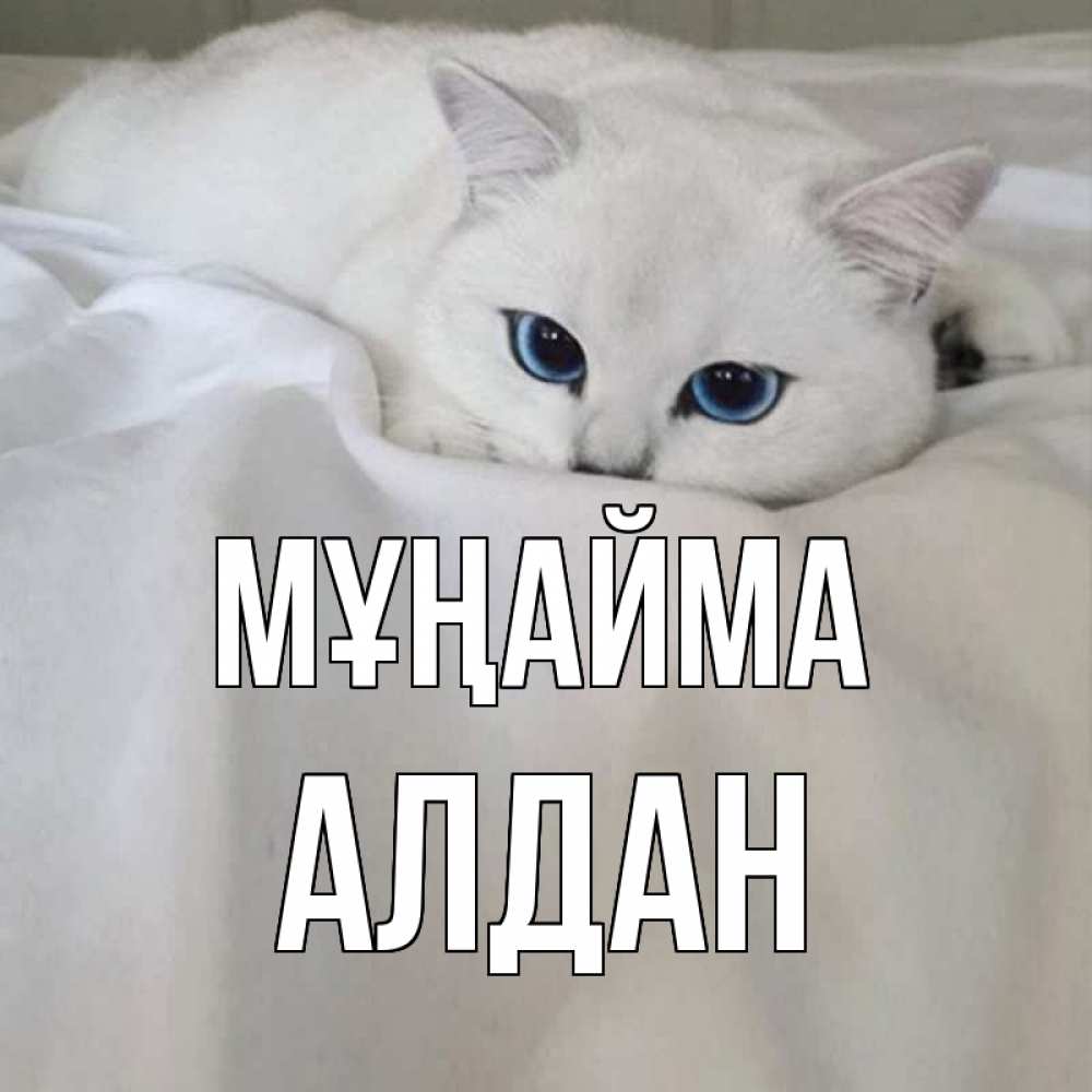Күн сайын ашық хат с именем, Алдан Мұңайма белый кот с голубыми глазами на белоснежной кровати Онлайн тегін жүктеп алу тілектері бар керемет карта 
