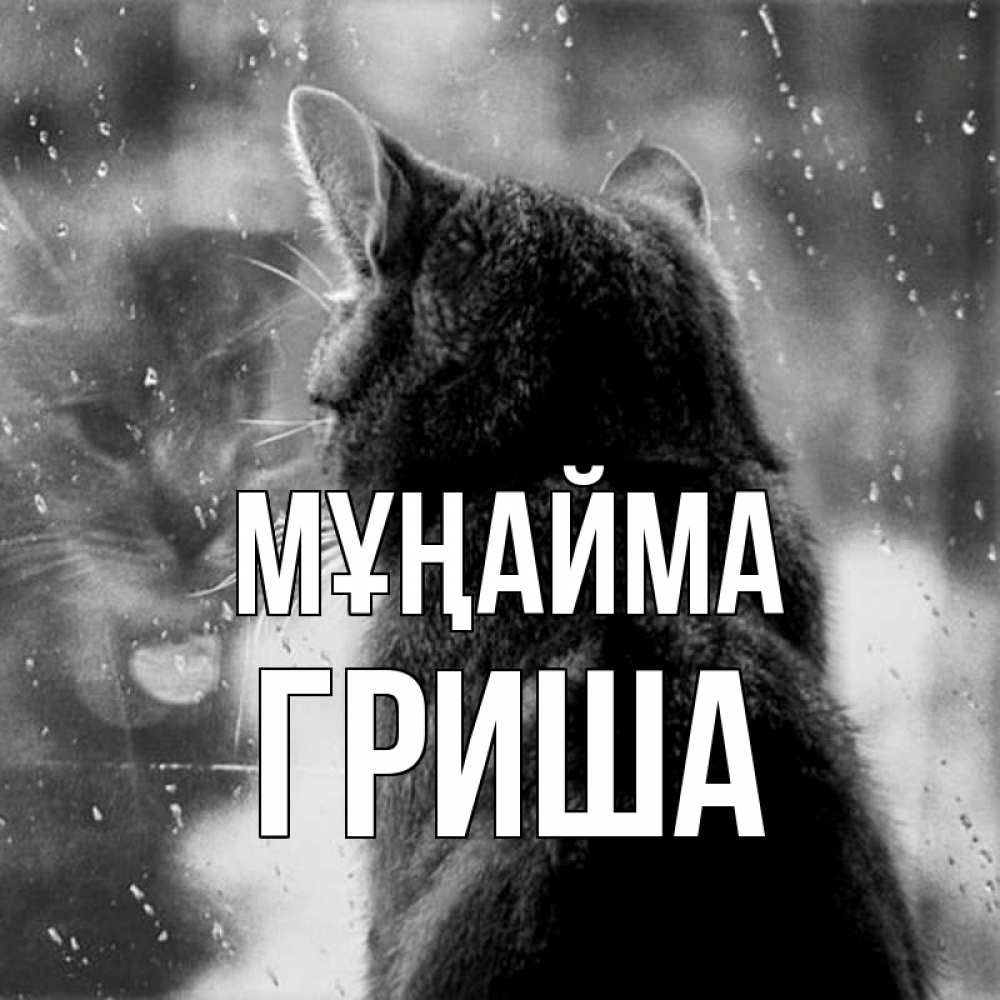 Күн сайын ашық хат с именем, Гриша Мұңайма отражение кота 1 Онлайн тегін жүктеп алу тілектері бар керемет карта 