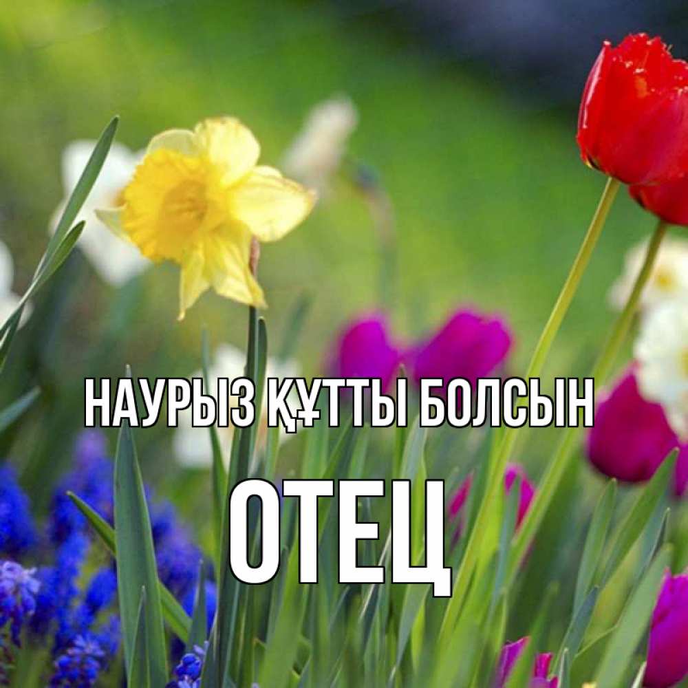 Күн сайын ашық хат с именем, Отец Наурыз құтты болсын наурыз  3 открытки Онлайн тегін жүктеп алу тілектері бар керемет карта 