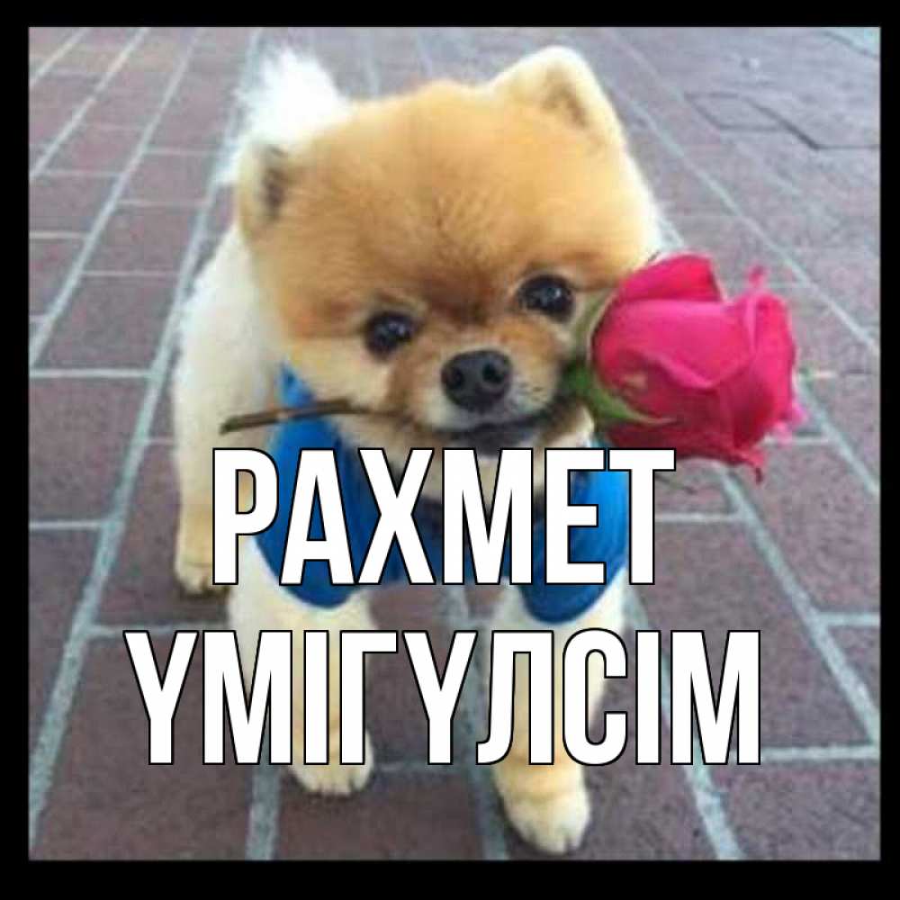 Күн сайын ашық хат с именем, ҮМІГҮЛСІМ рахмет спасибо и дарю тебе цветок Онлайн тегін жүктеп алу тілектері бар керемет карта 