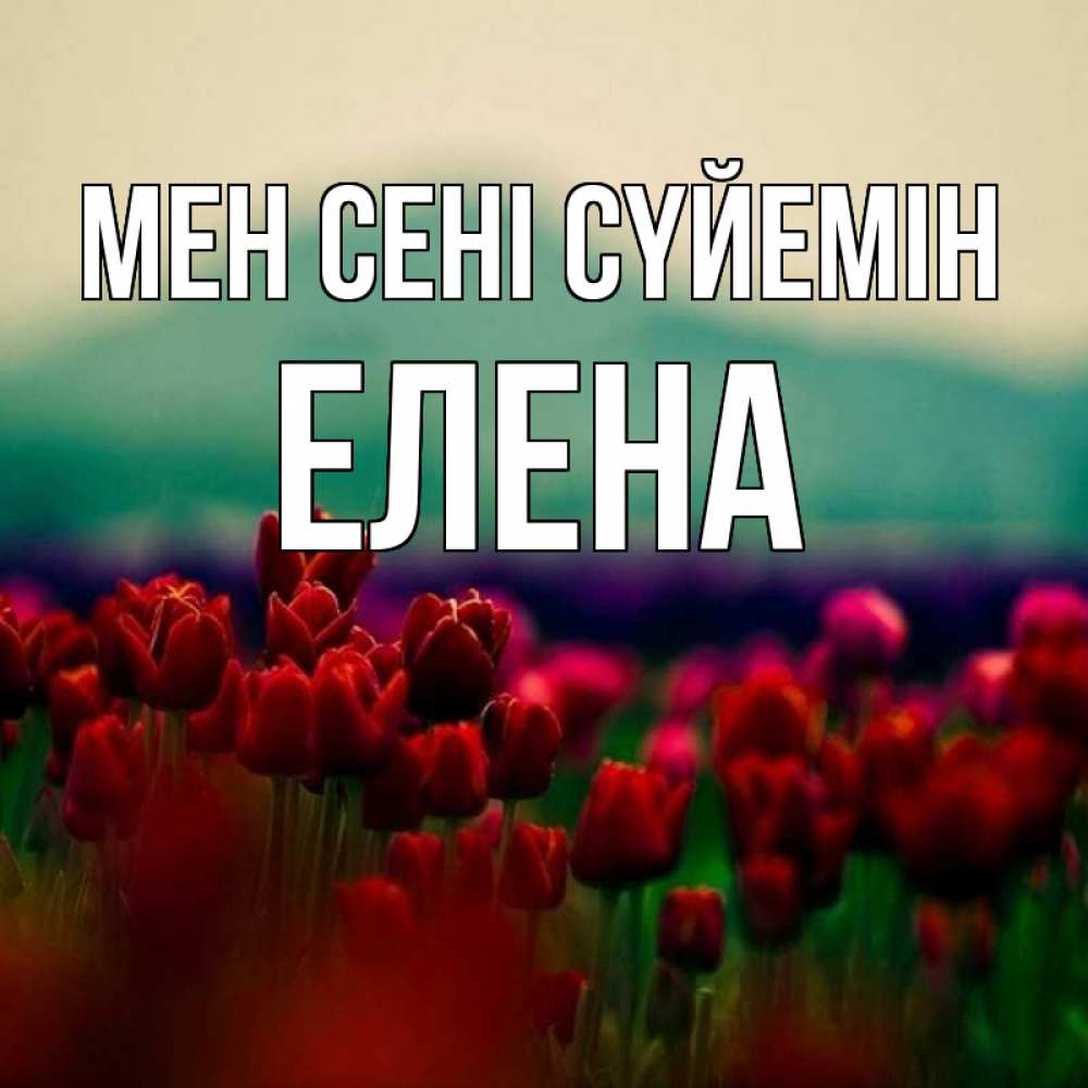 Күн сайын ашық хат с именем, Елена Мен сені сүйемін тюльпаны 4 Онлайн тегін жүктеп алу тілектері бар керемет карта 