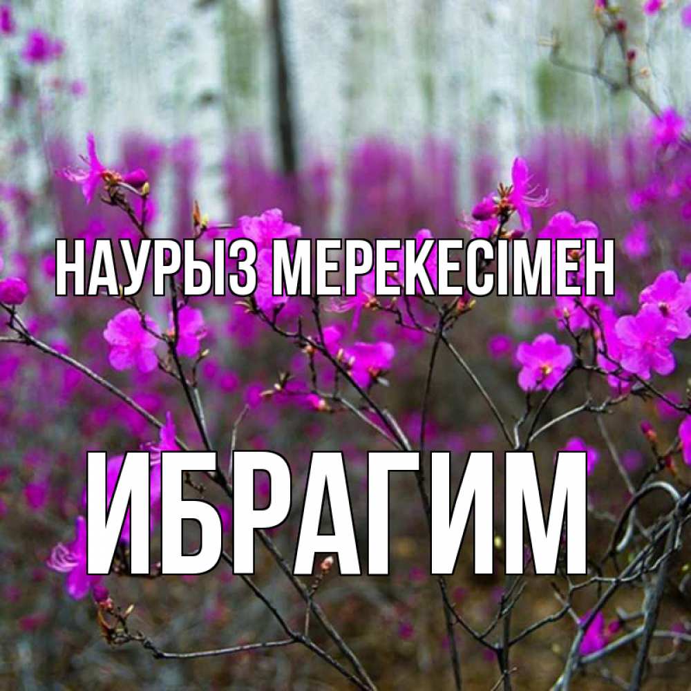 Күн сайын ашық хат с именем, Ибрагим Наурыз мерекесімен дикие цветы Онлайн тегін жүктеп алу тілектері бар керемет карта 