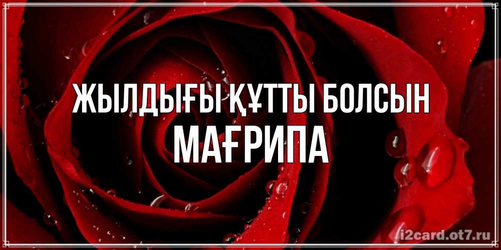 Күн сайын ашық хат с именем, МАҒРИПА Жылдығы құтты болсын крупная бордовая роза Онлайн тегін жүктеп алу тілектері бар керемет карта 