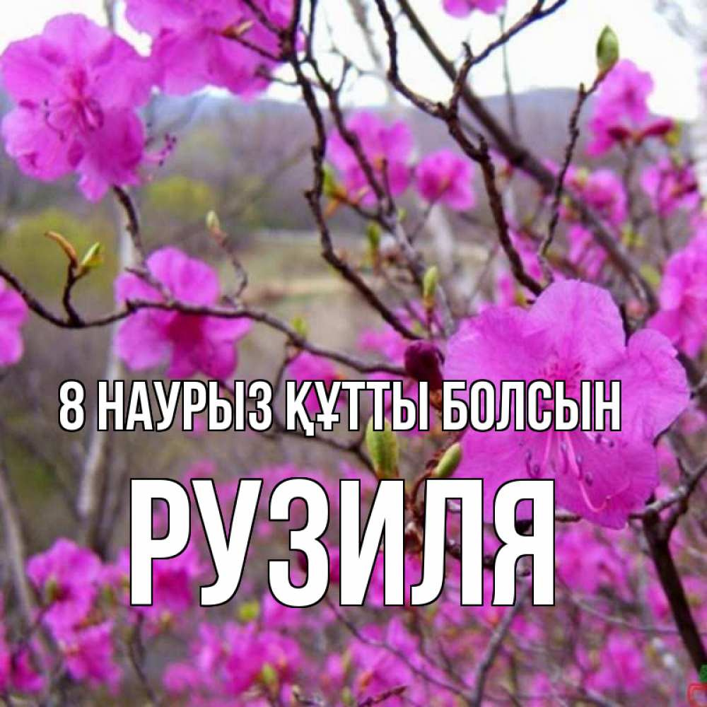 Күн сайын ашық хат с именем, Рузиля 8 наурыз құтты болсын международный женский день Онлайн тегін жүктеп алу тілектері бар керемет карта 