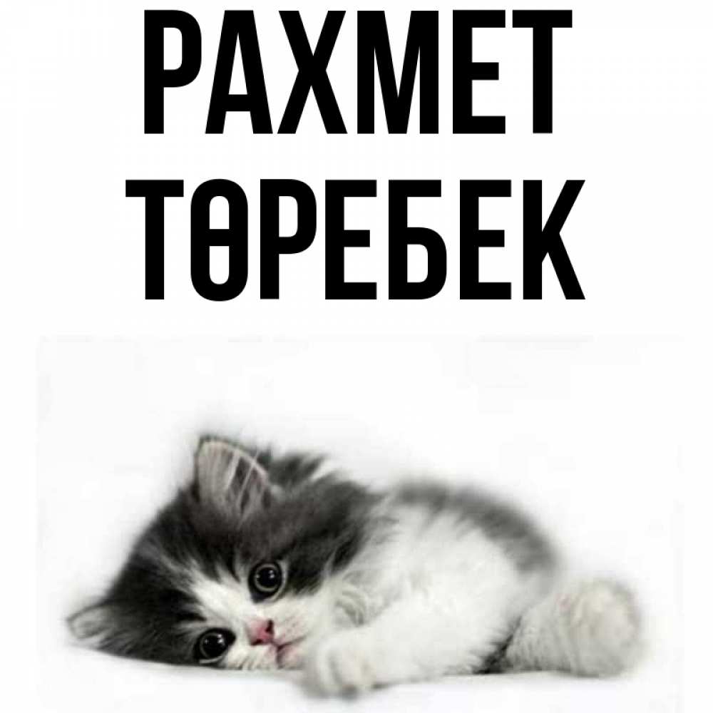 Күн сайын ашық хат с именем, ТӨРЕБЕК рахмет черный и белый кот Онлайн тегін жүктеп алу тілектері бар керемет карта 