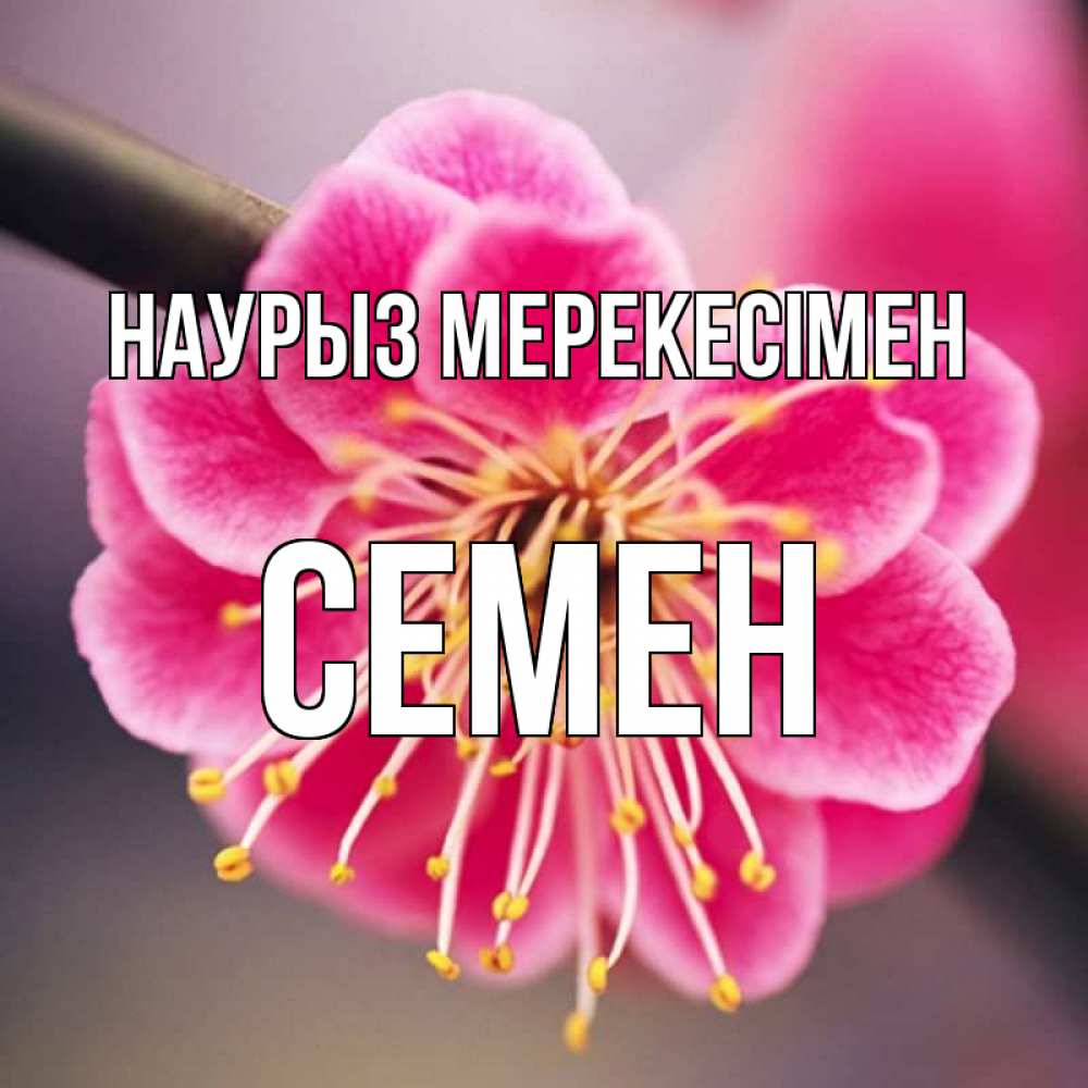 Күн сайын ашық хат с именем, Семен Наурыз мерекесімен цветы Онлайн тегін жүктеп алу тілектері бар керемет карта 
