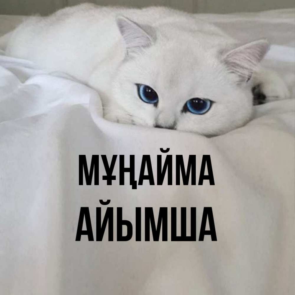 Күн сайын ашық хат с именем, АЙЫМША Мұңайма Голубоглазая кошка Онлайн тегін жүктеп алу тілектері бар керемет карта 