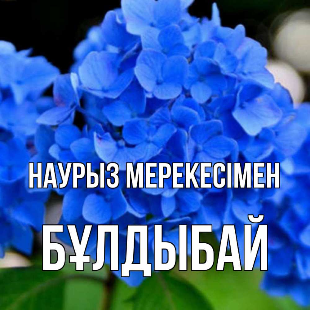 Күн сайын ашық хат с именем, Бұлдыбай Наурыз мерекесімен синие цветы Онлайн тегін жүктеп алу тілектері бар керемет карта 