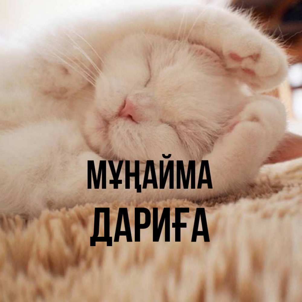 Күн сайын ашық хат с именем, ДАРИҒА Мұңайма Котенок спит Онлайн тегін жүктеп алу тілектері бар керемет карта 