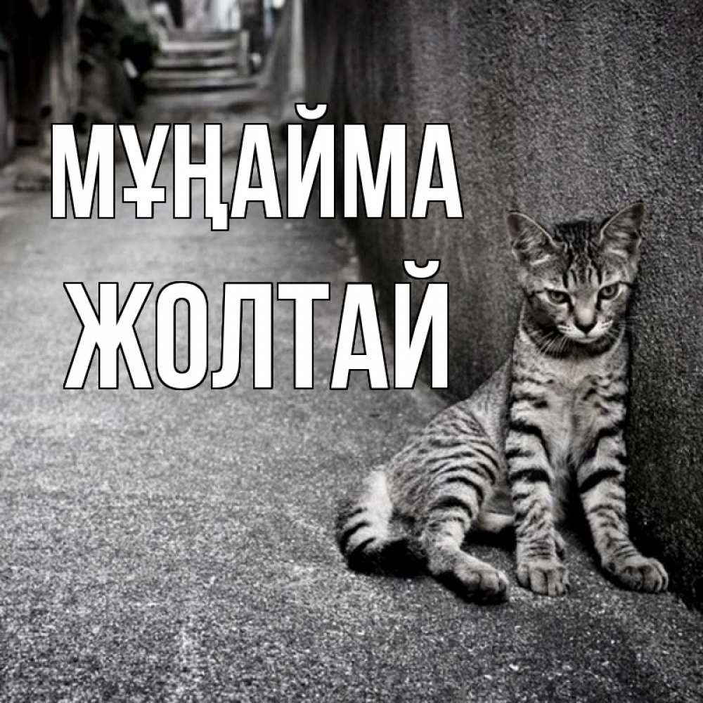 Күн сайын ашық хат с именем, Жолтай Мұңайма скучающий котик Онлайн тегін жүктеп алу тілектері бар керемет карта 