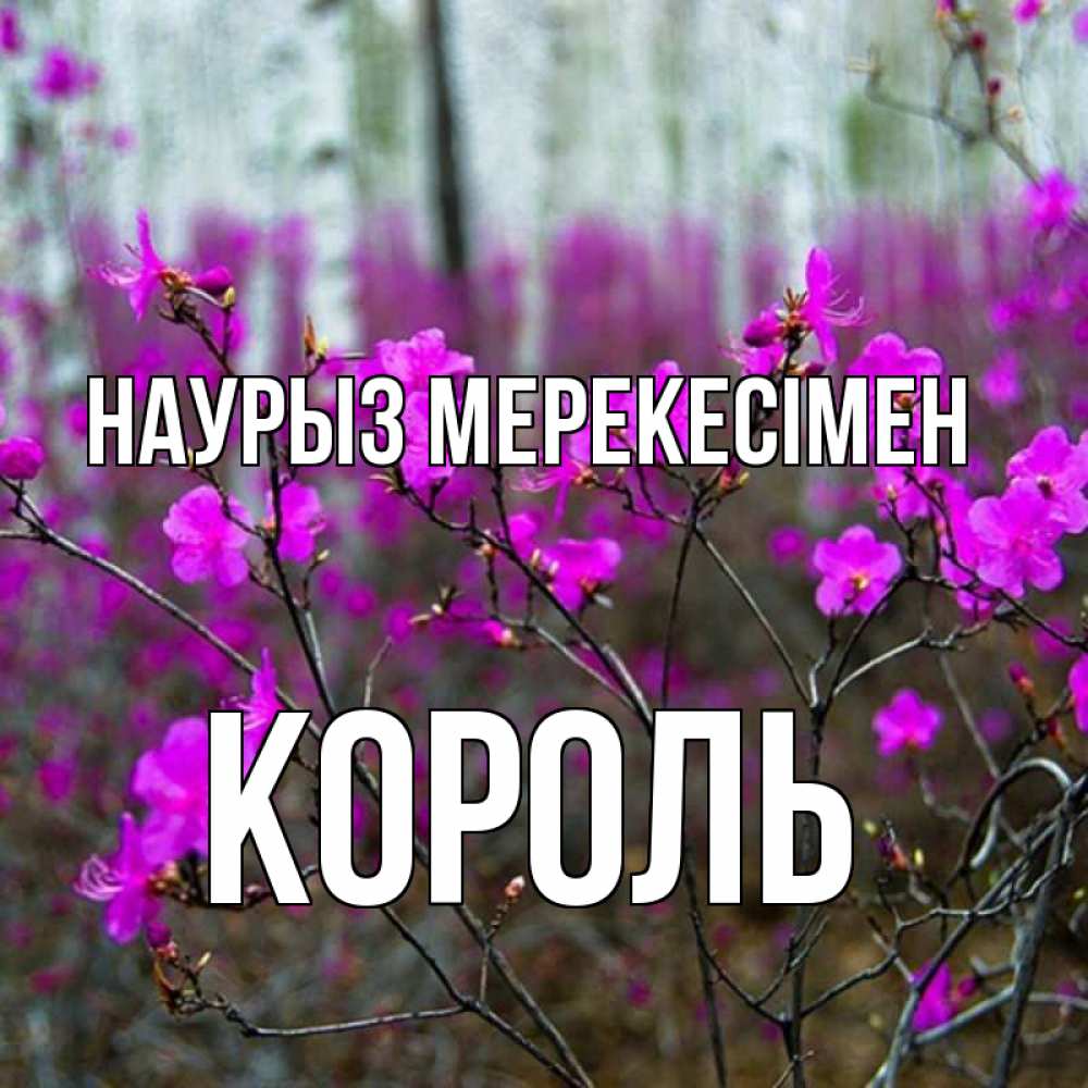 Күн сайын ашық хат с именем, Король Наурыз мерекесімен дикие цветы Онлайн тегін жүктеп алу тілектері бар керемет карта 