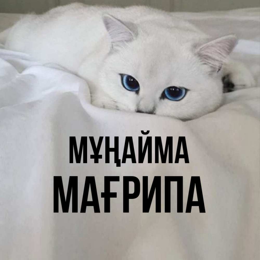 Күн сайын ашық хат с именем, МАҒРИПА Мұңайма Голубоглазая кошка Онлайн тегін жүктеп алу тілектері бар керемет карта 