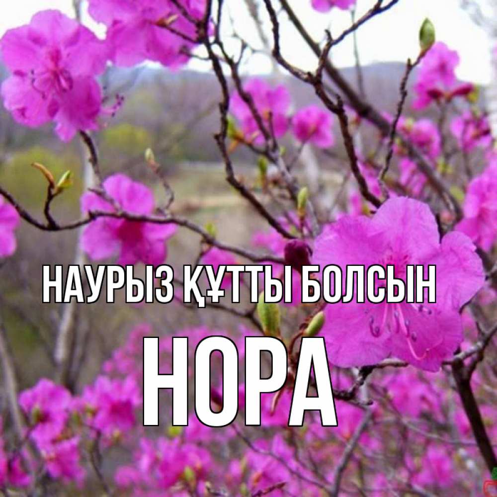 Күн сайын ашық хат с именем, Нора Наурыз құтты болсын наурыз мейрамы кутты болсын Онлайн тегін жүктеп алу тілектері бар керемет карта 