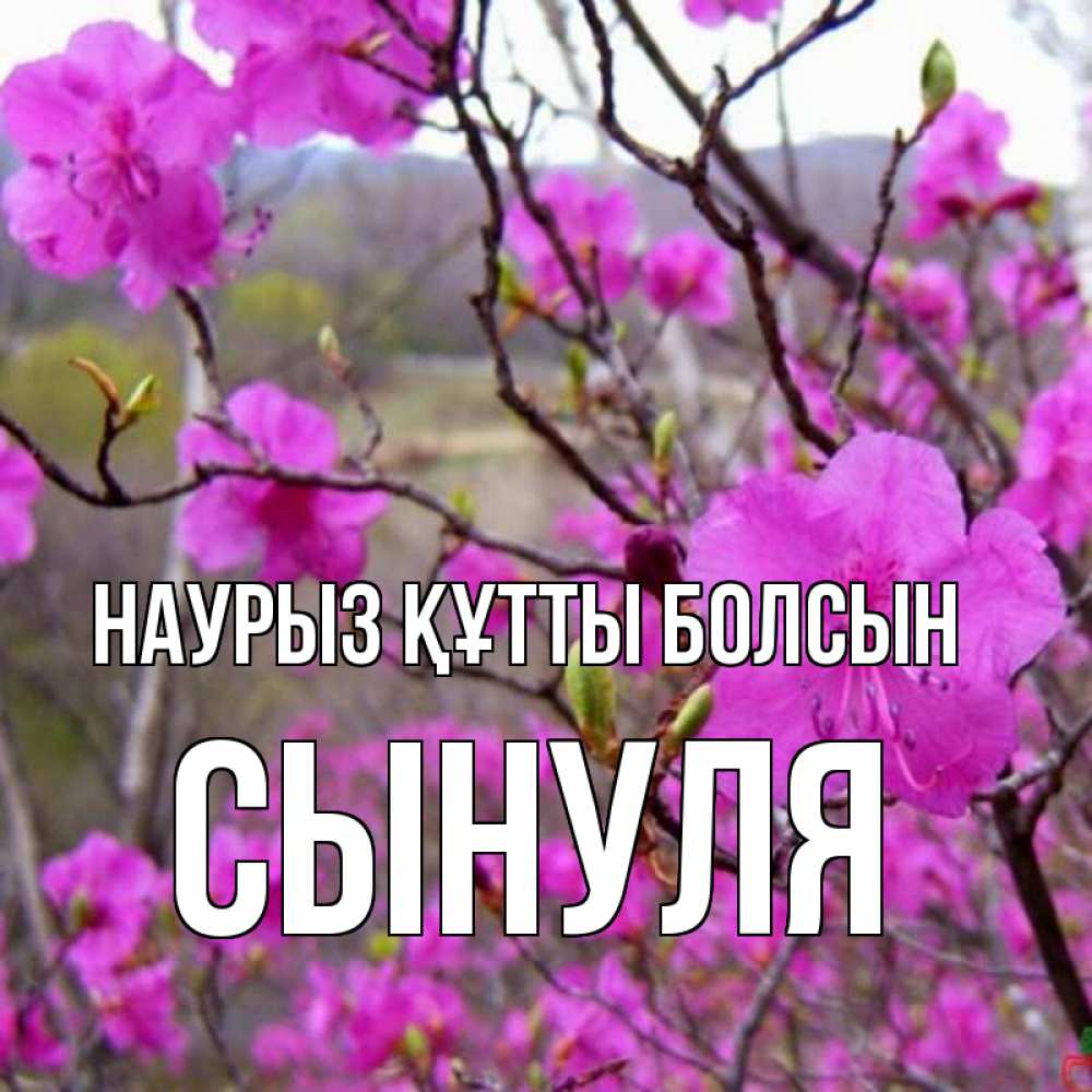 Күн сайын ашық хат с именем, Сынуля Наурыз құтты болсын наурыз мейрамы кутты болсын Онлайн тегін жүктеп алу тілектері бар керемет карта 