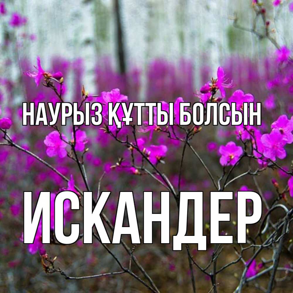 Күн сайын ашық хат с именем, Искандер Наурыз құтты болсын дикие цветы Онлайн тегін жүктеп алу тілектері бар керемет карта 