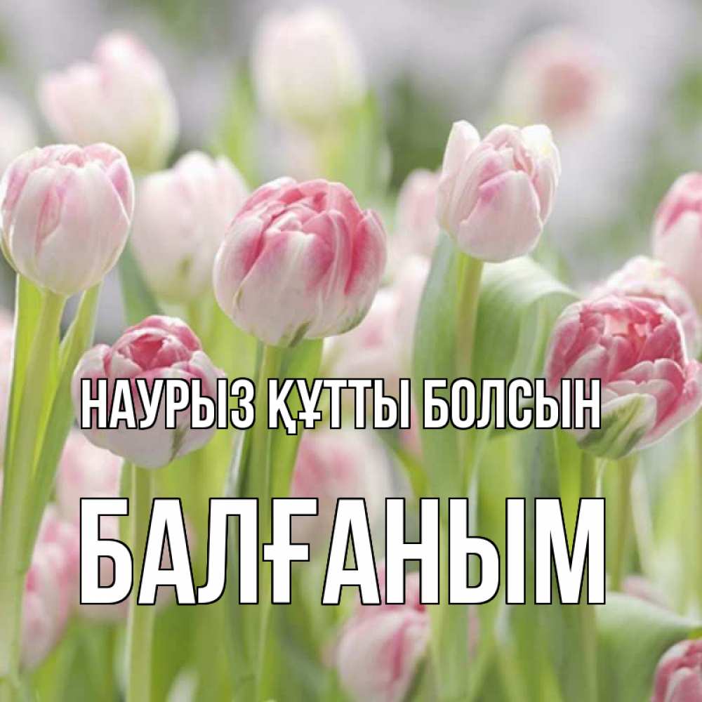 Күн сайын ашық хат с именем, БАЛҒАНЫМ Наурыз құтты болсын цветы Онлайн тегін жүктеп алу тілектері бар керемет карта 