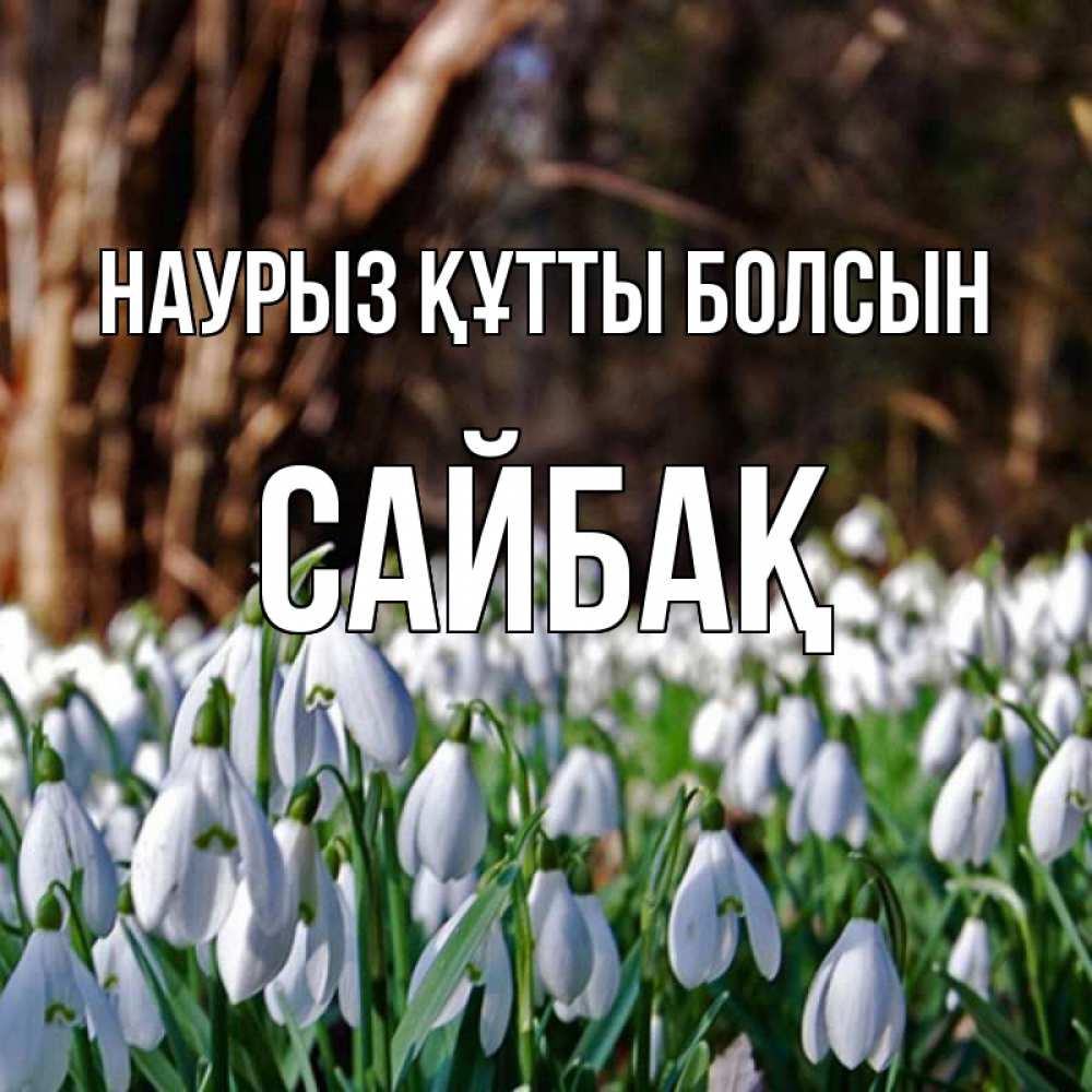 Күн сайын ашық хат с именем, САЙБАҚ Наурыз құтты болсын с подснежниками 1 Онлайн тегін жүктеп алу тілектері бар керемет карта 