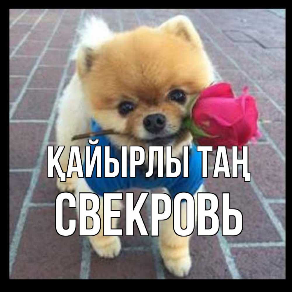 Күн сайын ашық хат с именем, Свекровь Қайырлы таң роза в зубах Онлайн тегін жүктеп алу тілектері бар керемет карта 