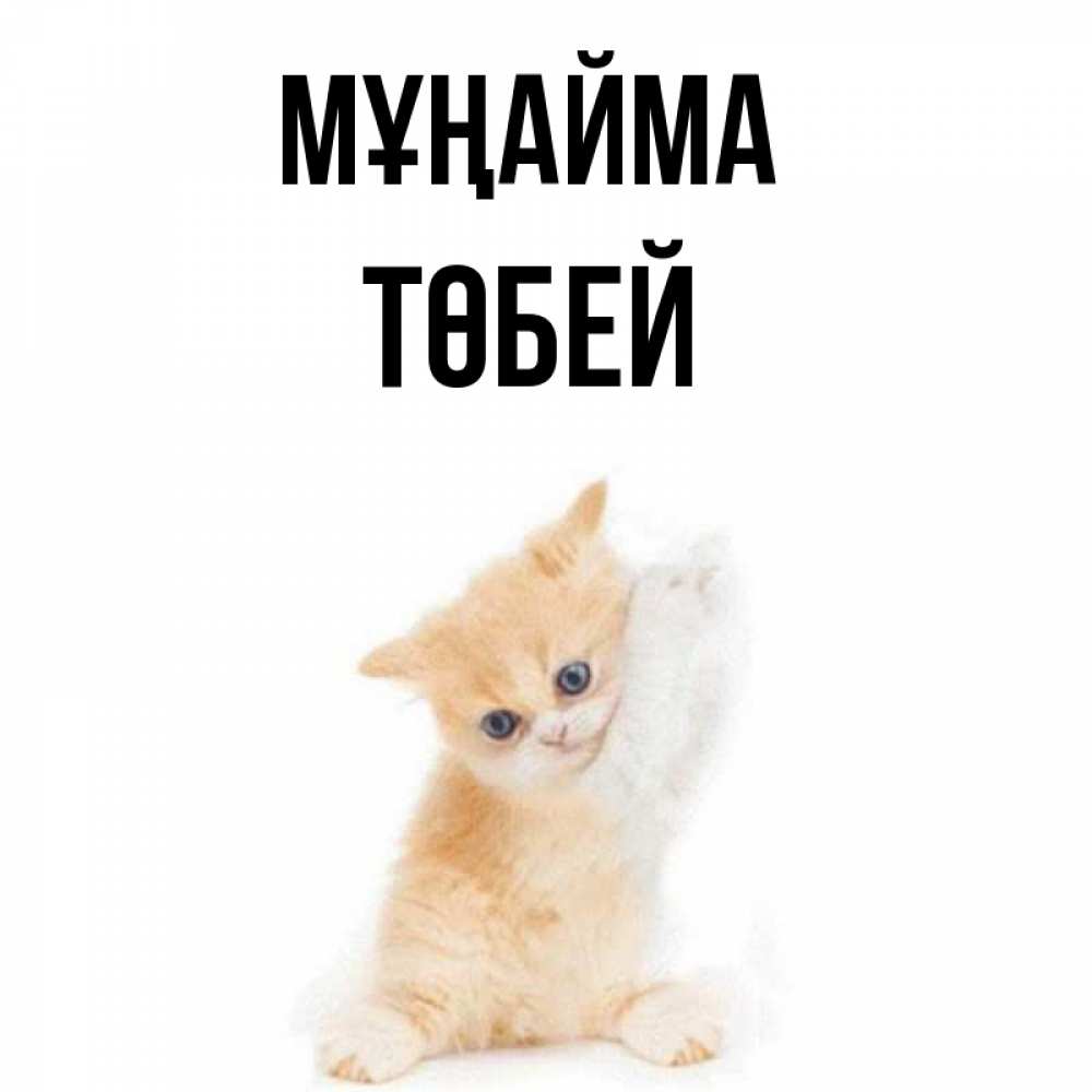 Күн сайын ашық хат с именем, ТӨБЕЙ Мұңайма просящий кот Онлайн тегін жүктеп алу тілектері бар керемет карта 