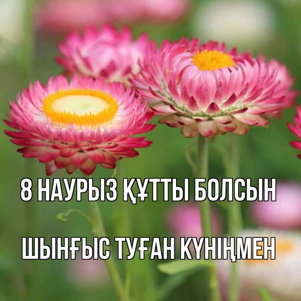 Картинка 8 наурыз құтты болсын, ШЫНҒЫС! ТУҒАН КҮНІҢМЕН!