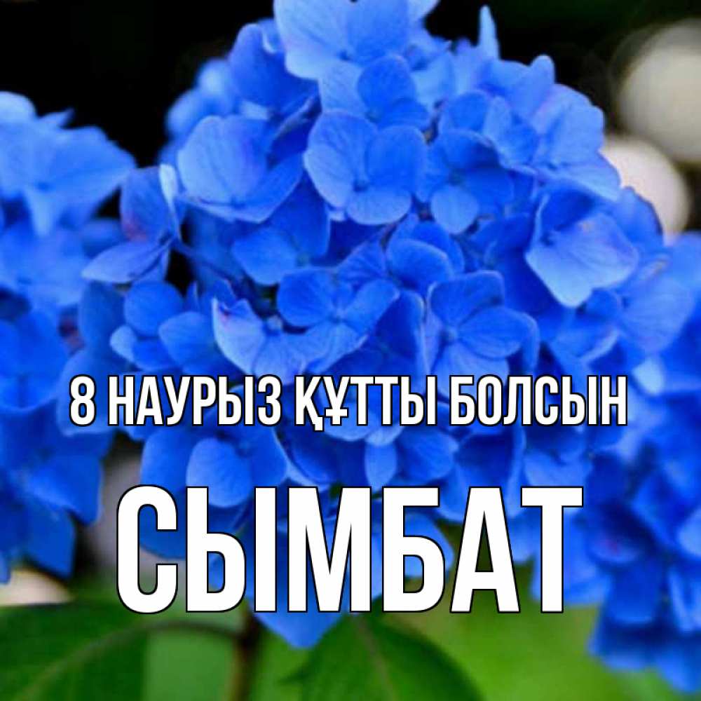 Күн сайын ашық хат с именем, СЫМБАТ 8 наурыз құтты болсын синие цветы Онлайн тегін жүктеп алу тілектері бар керемет карта 