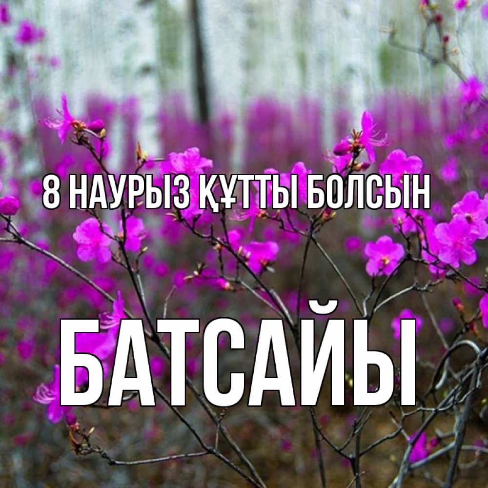 Күн сайын ашық хат с именем, Батсайы 8 наурыз құтты болсын дикие цветы Онлайн тегін жүктеп алу тілектері бар керемет карта 