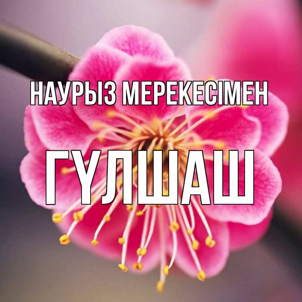 Күн сайын ашық хат с именем, ГҮЛШАШ Наурыз мерекесімен цветы Онлайн тегін жүктеп алу тілектері бар керемет карта 
