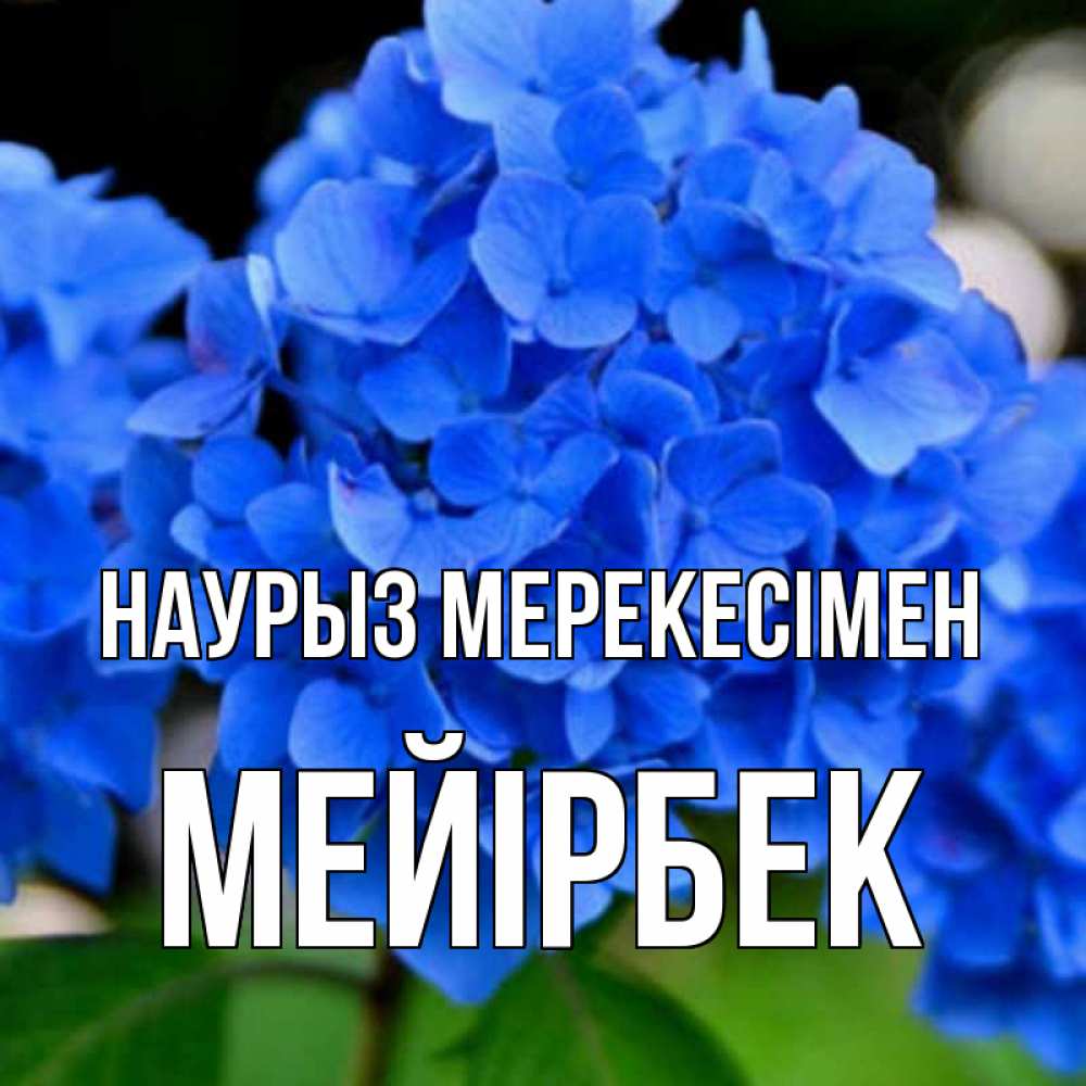 Күн сайын ашық хат с именем, МЕЙІРБЕК Наурыз мерекесімен синие цветы Онлайн тегін жүктеп алу тілектері бар керемет карта 