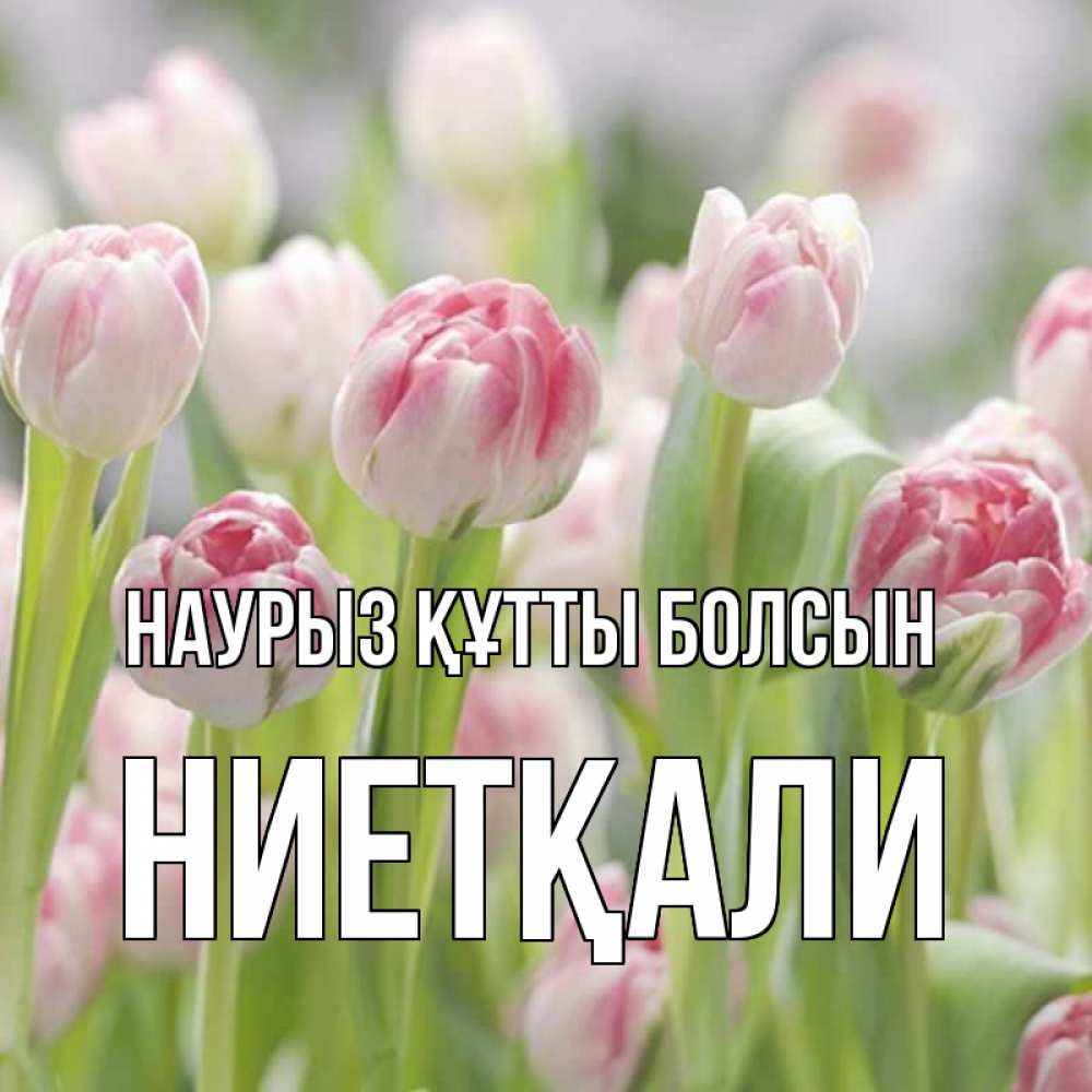 Күн сайын ашық хат с именем, НИЕТҚАЛИ Наурыз құтты болсын цветы Онлайн тегін жүктеп алу тілектері бар керемет карта 