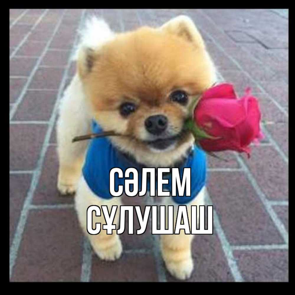 Күн сайын ашық хат с именем, СҰЛУШАШ Сәлем роза в зубах у собаки Онлайн тегін жүктеп алу тілектері бар керемет карта 