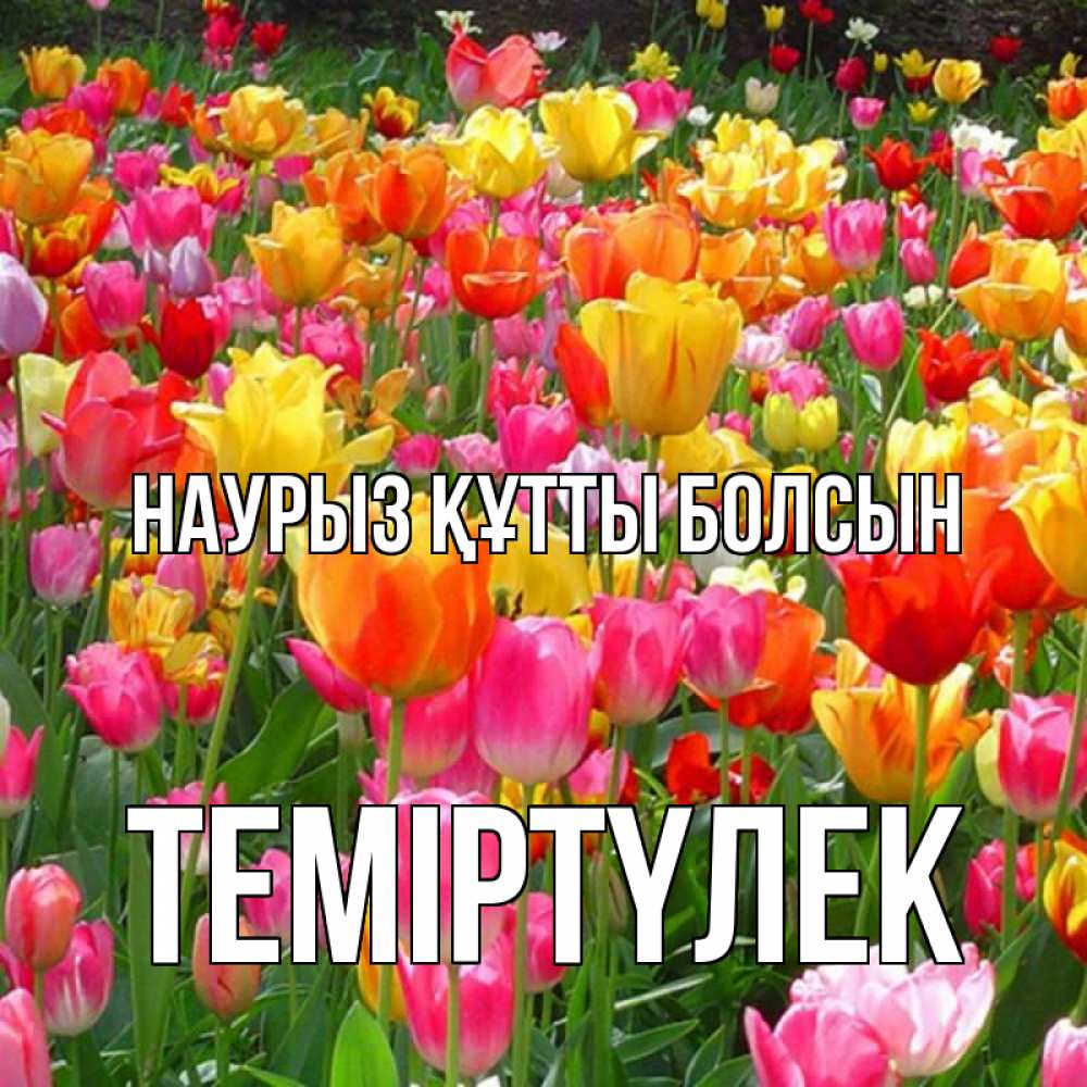 Күн сайын ашық хат с именем, ТЕМІРТҮЛЕК Наурыз құтты болсын на наурыз  ура ура Онлайн тегін жүктеп алу тілектері бар керемет карта 