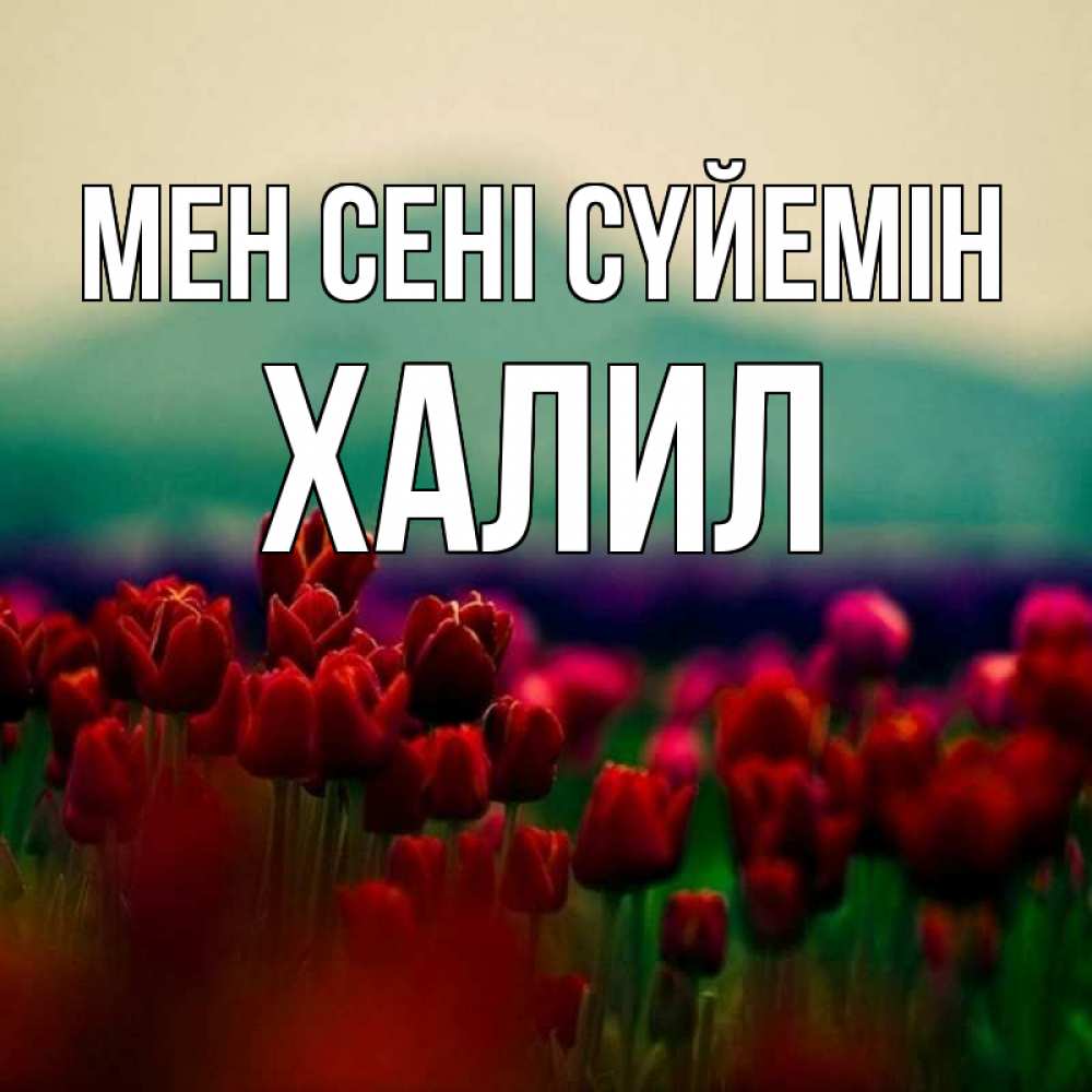 Күн сайын ашық хат с именем, ХАЛИЛ Мен сені сүйемін тюльпаны 4 Онлайн тегін жүктеп алу тілектері бар керемет карта 