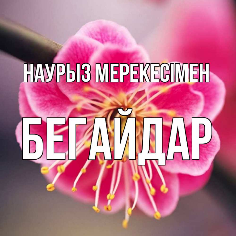 Күн сайын ашық хат с именем, Бегайдар Наурыз мерекесімен цветы Онлайн тегін жүктеп алу тілектері бар керемет карта 
