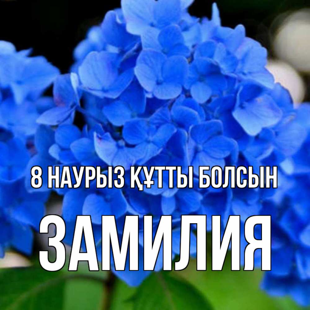 Күн сайын ашық хат с именем, ЗАМИЛИЯ 8 наурыз құтты болсын синие цветы Онлайн тегін жүктеп алу тілектері бар керемет карта 