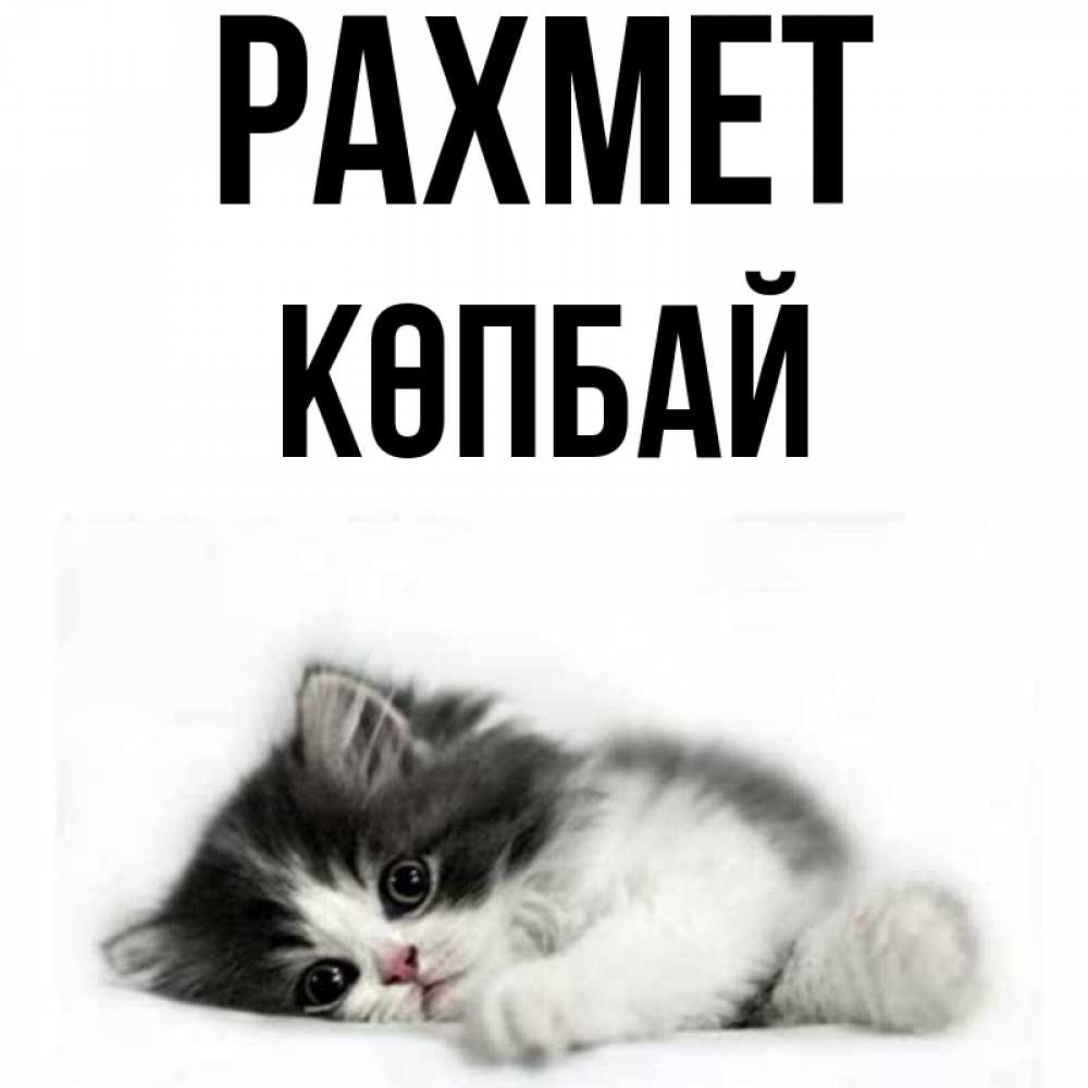 Күн сайын ашық хат с именем, Көпбай рахмет черный и белый кот Онлайн тегін жүктеп алу тілектері бар керемет карта 