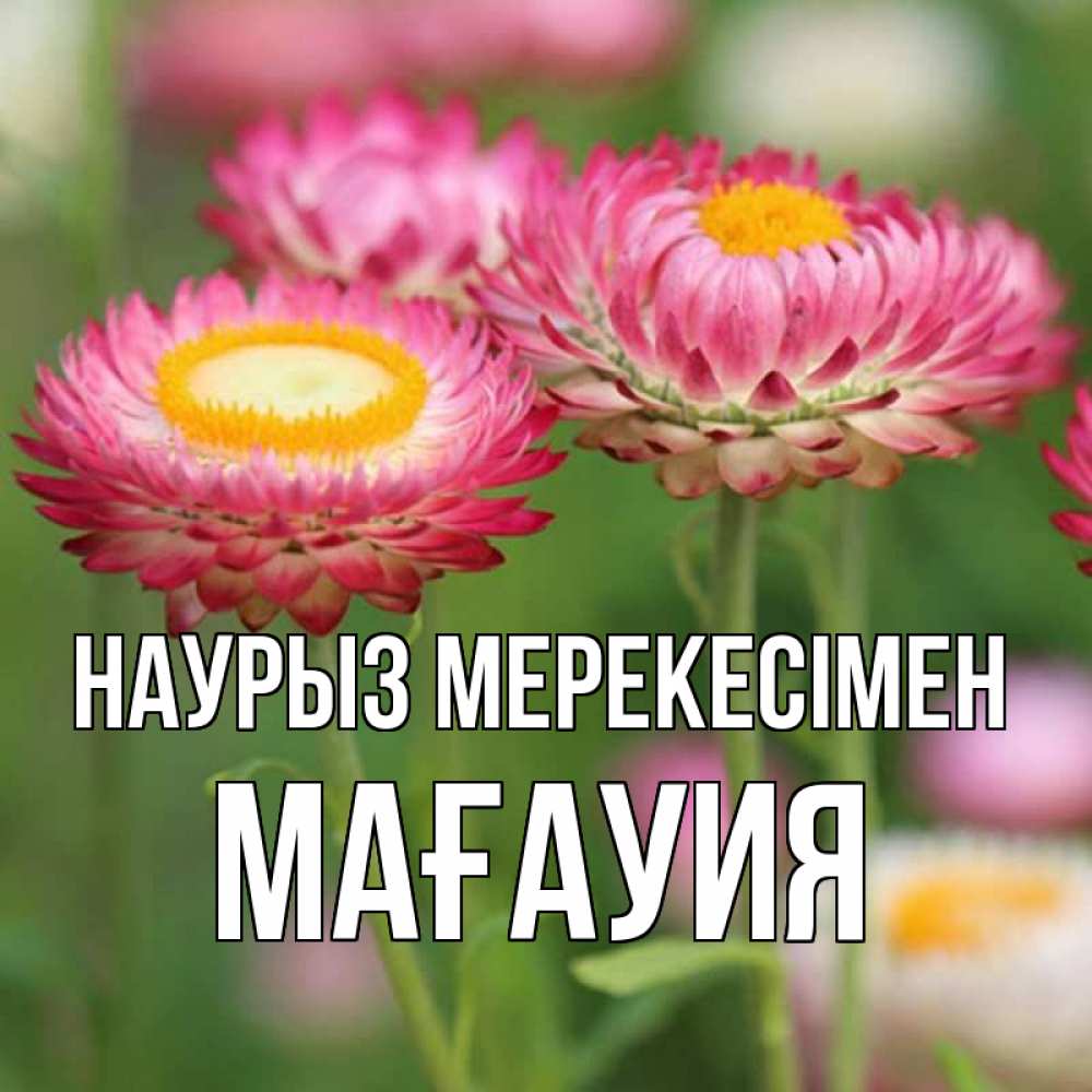 Күн сайын ашық хат с именем, МАҒАУИЯ Наурыз мерекесімен подарок на международный женский день Онлайн тегін жүктеп алу тілектері бар керемет карта 