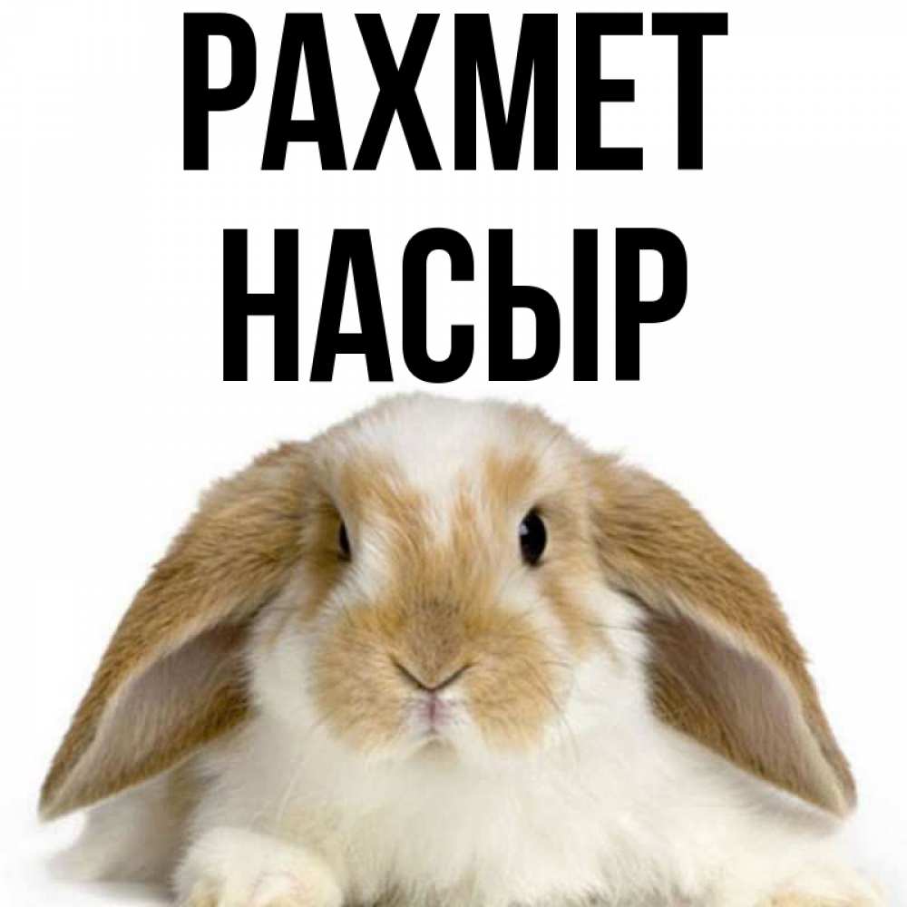 Күн сайын ашық хат с именем, НАСЫР рахмет коричнево белый заяц Онлайн тегін жүктеп алу тілектері бар керемет карта 