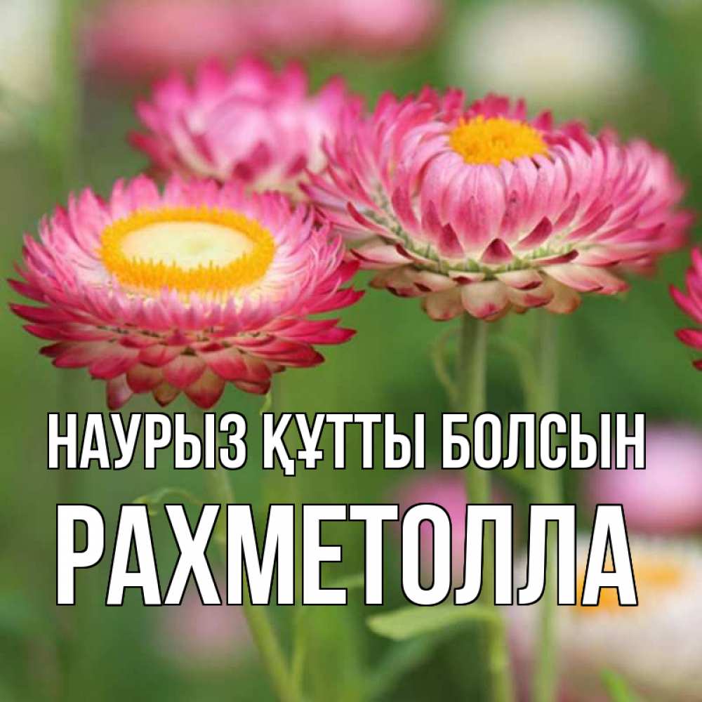 Күн сайын ашық хат с именем, РАХМЕТОЛЛА Наурыз құтты болсын подарок на международный женский день Онлайн тегін жүктеп алу тілектері бар керемет карта 