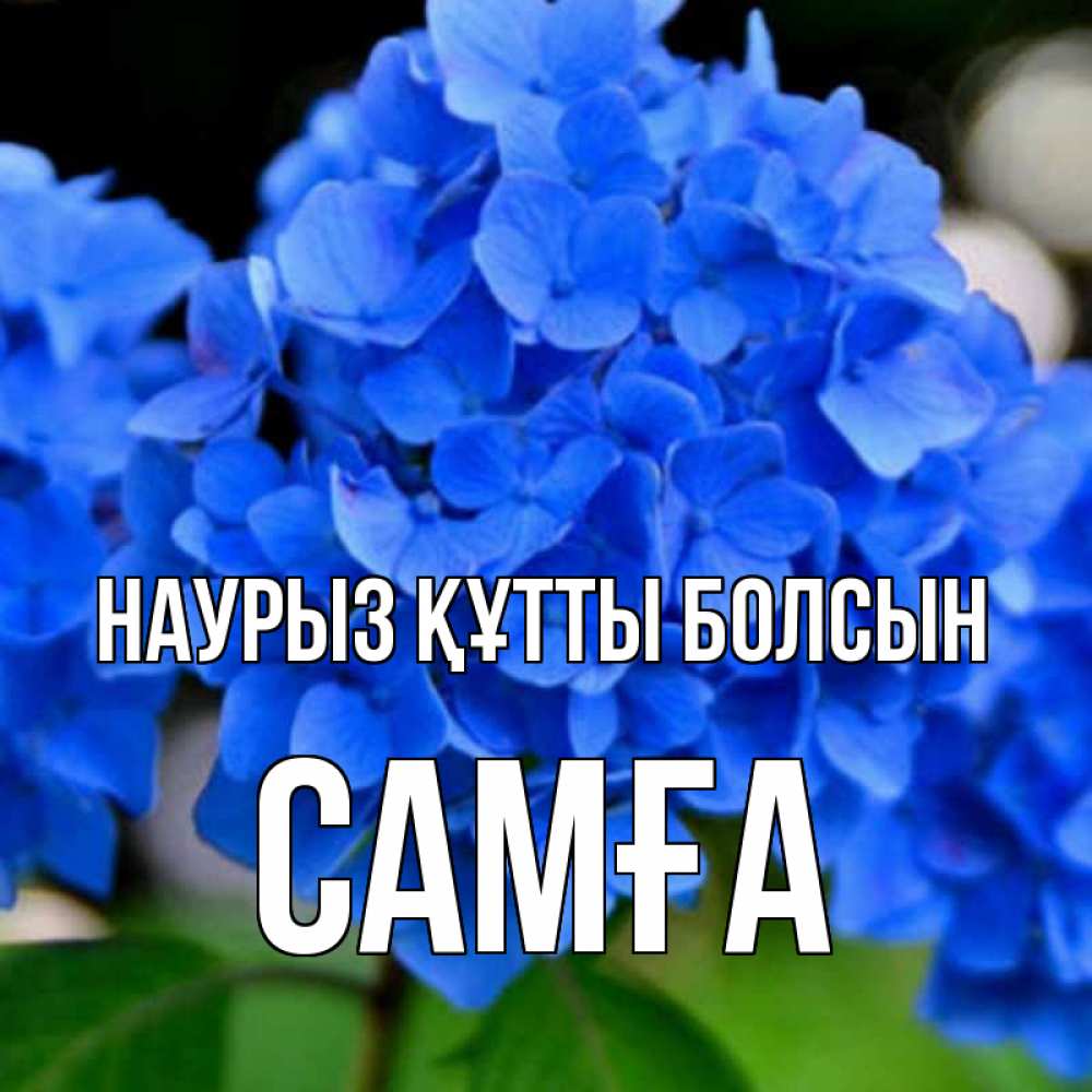 Күн сайын ашық хат с именем, САМҒА Наурыз құтты болсын синие цветы Онлайн тегін жүктеп алу тілектері бар керемет карта 