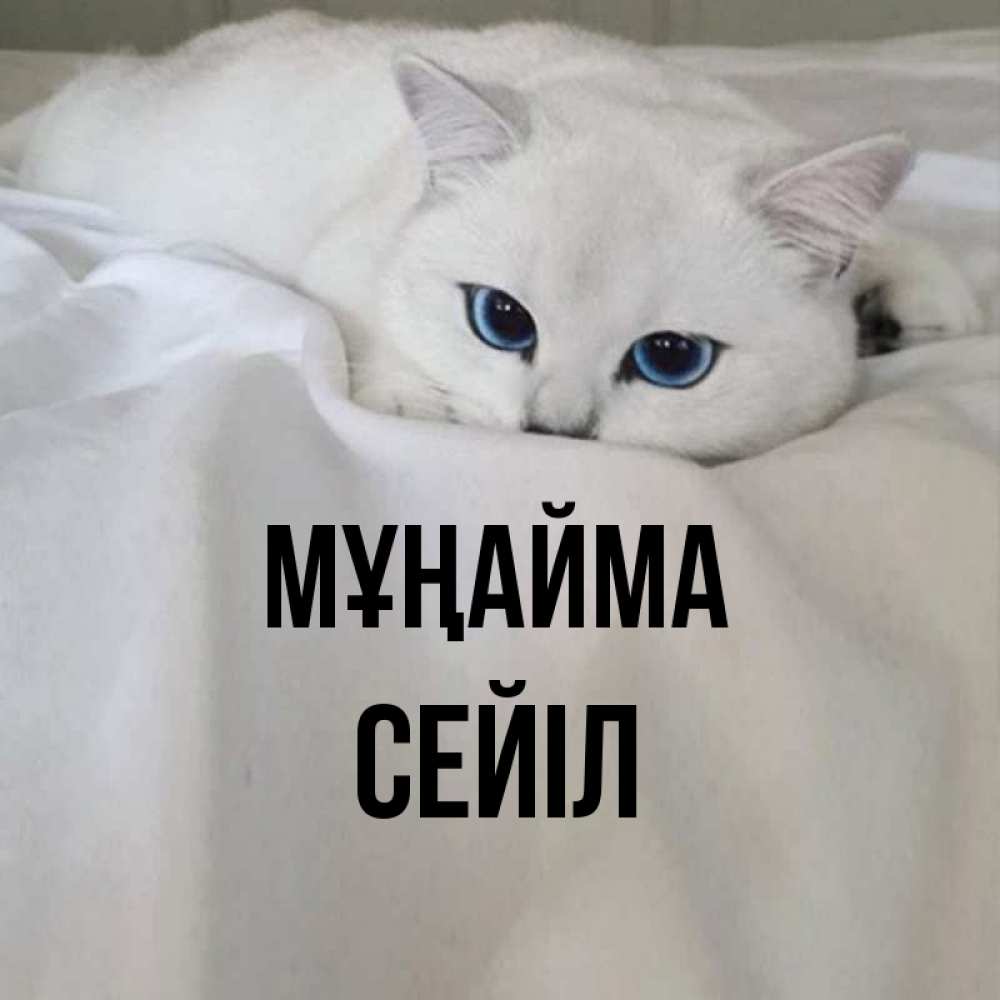 Күн сайын ашық хат с именем, СЕЙІЛ Мұңайма Голубоглазая кошка Онлайн тегін жүктеп алу тілектері бар керемет карта 