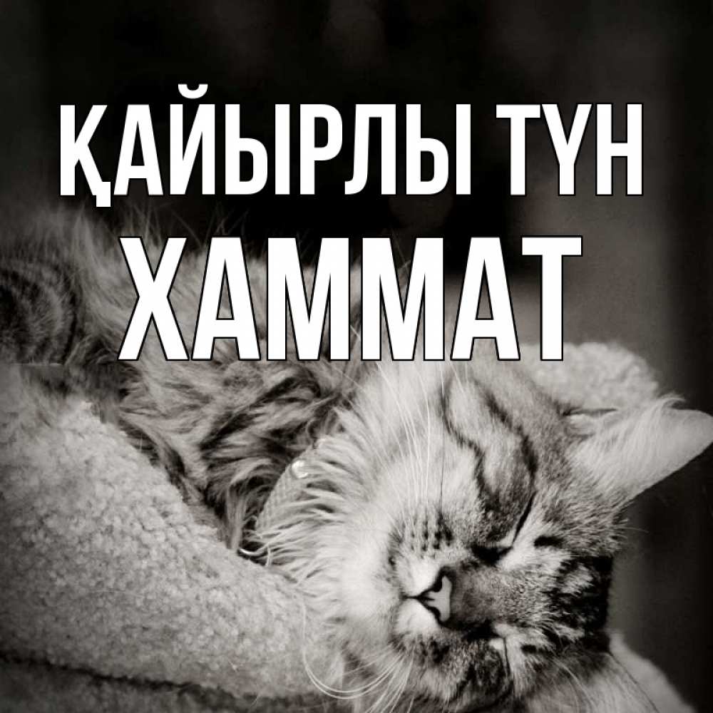 Күн сайын ашық хат с именем, ХАММАТ Қайырлы түн котярик пушистый Онлайн тегін жүктеп алу тілектері бар керемет карта 