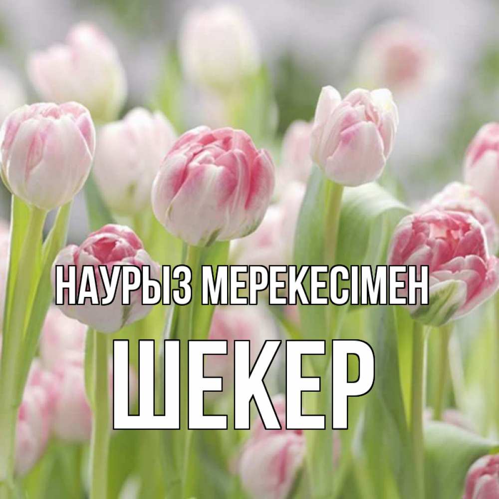 Күн сайын ашық хат с именем, ШЕКЕР Наурыз мерекесімен цветы Онлайн тегін жүктеп алу тілектері бар керемет карта 