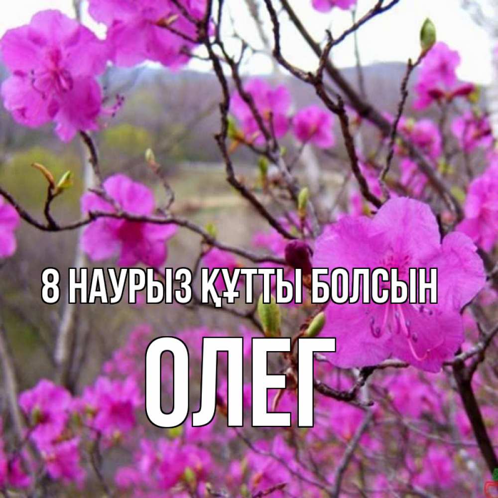 Күн сайын ашық хат с именем, Олег 8 наурыз құтты болсын международный женский день Онлайн тегін жүктеп алу тілектері бар керемет карта 