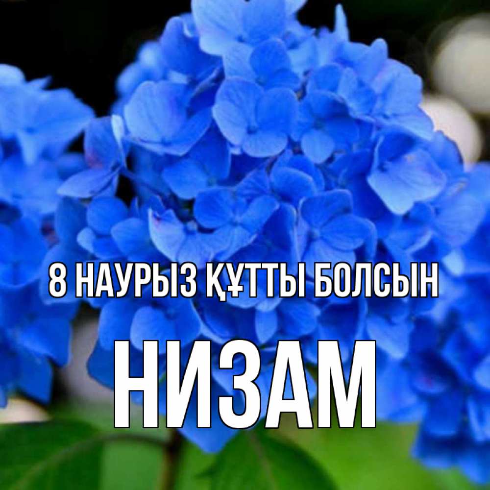 Күн сайын ашық хат с именем, НИЗАМ 8 наурыз құтты болсын синие цветы Онлайн тегін жүктеп алу тілектері бар керемет карта 