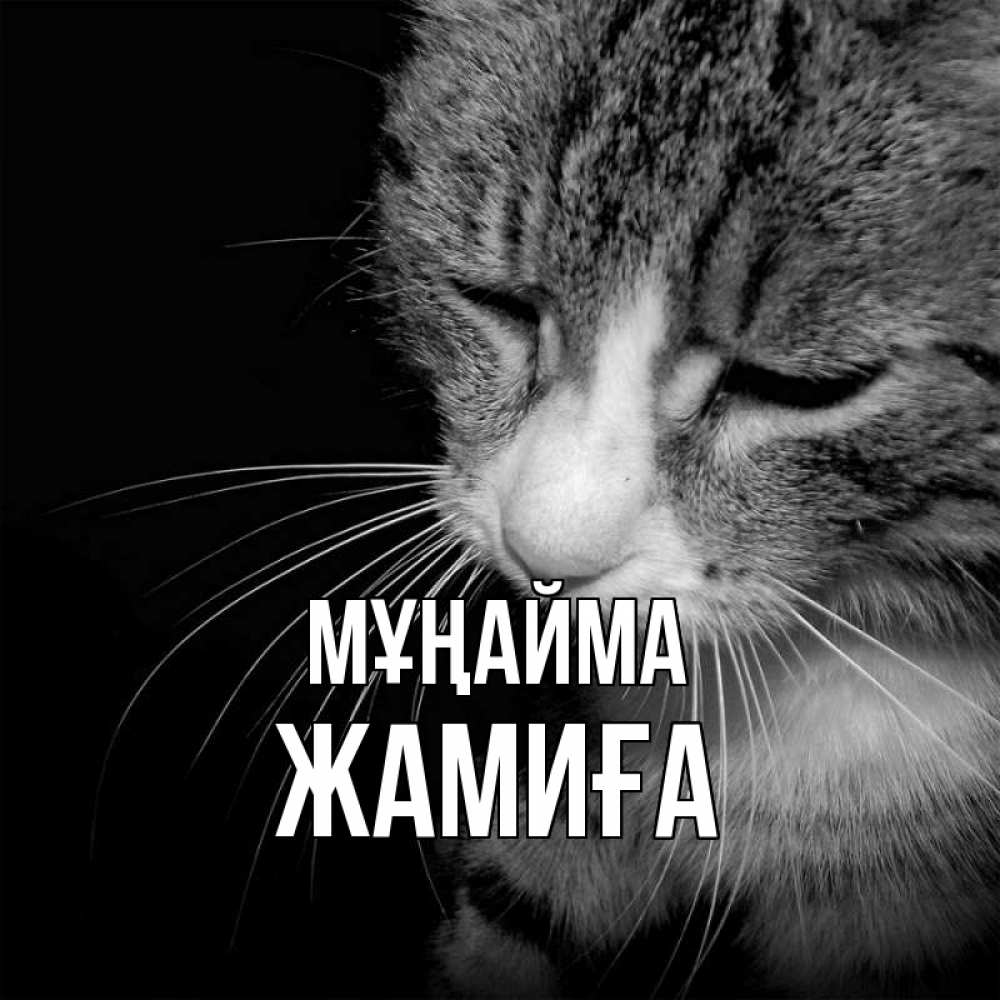 Күн сайын ашық хат с именем, ЖАМИҒА Мұңайма грустный котик Онлайн тегін жүктеп алу тілектері бар керемет карта 