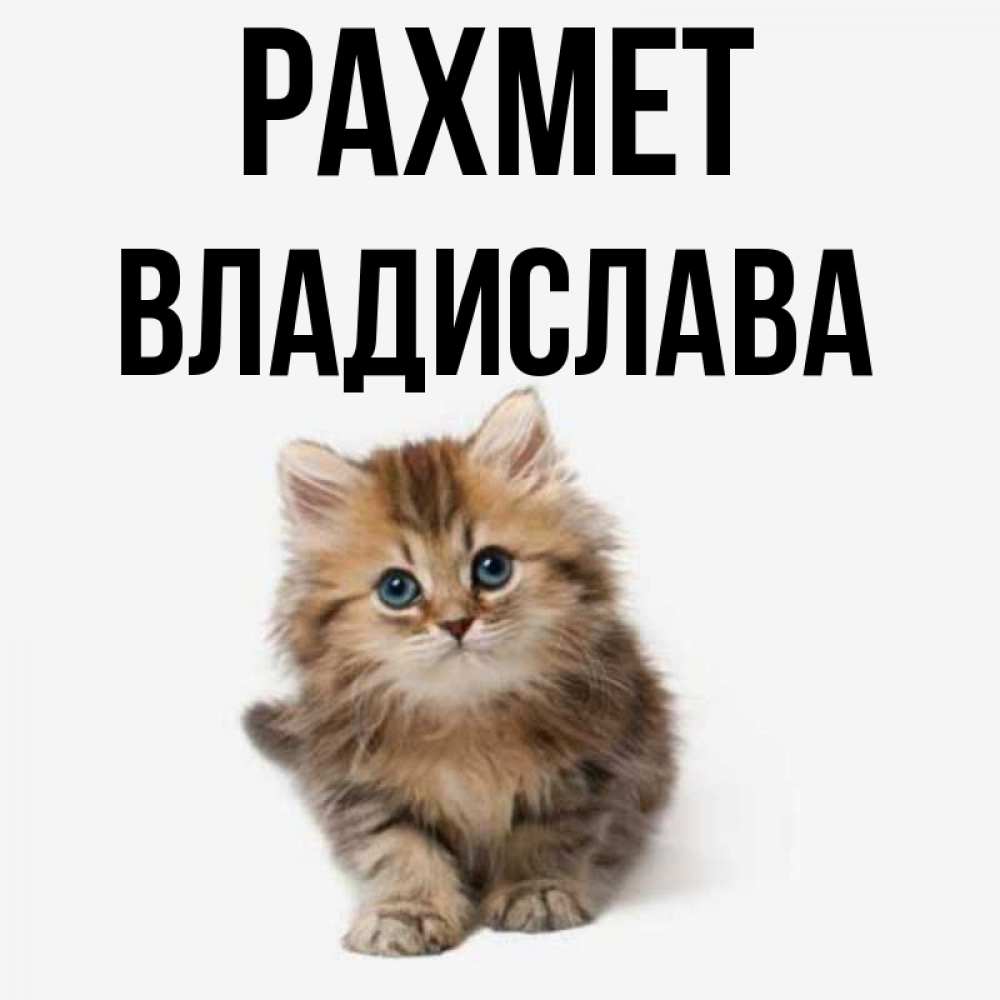 Күн сайын ашық хат с именем, Владислава рахмет пушистый котик Онлайн тегін жүктеп алу тілектері бар керемет карта 