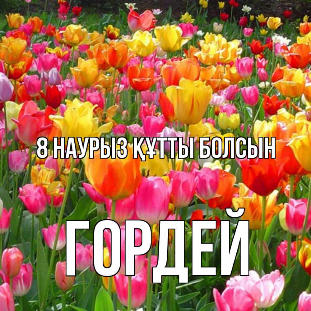 Күн сайын ашық хат с именем, Гордей 8 наурыз құтты болсын на международный женский день Онлайн тегін жүктеп алу тілектері бар керемет карта 