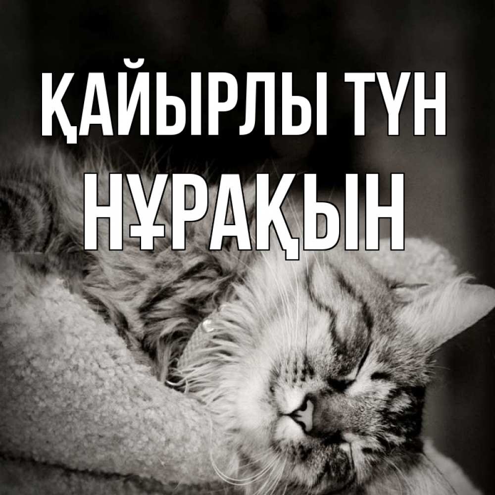Күн сайын ашық хат с именем, НҰРАҚЫН Қайырлы түн котярик пушистый Онлайн тегін жүктеп алу тілектері бар керемет карта 