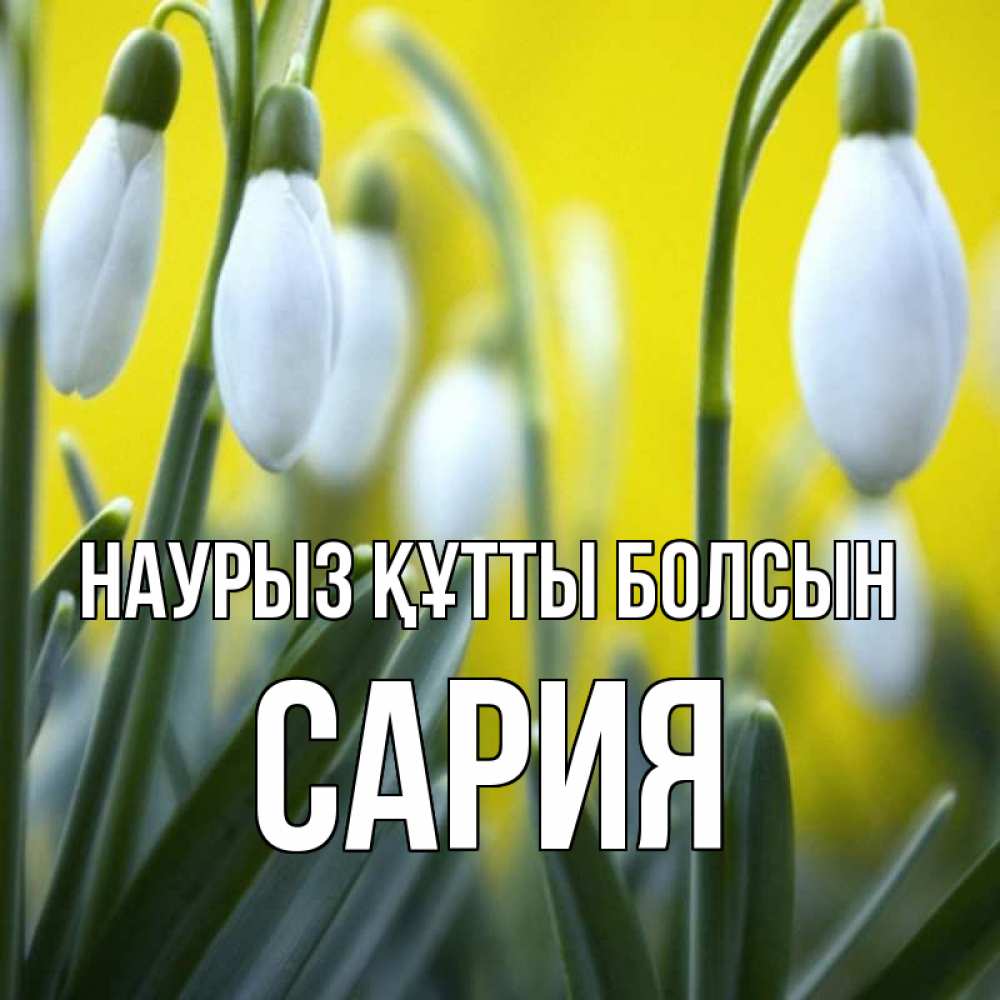 Күн сайын ашық хат с именем, САРИЯ Наурыз құтты болсын весенние цветы Онлайн тегін жүктеп алу тілектері бар керемет карта 