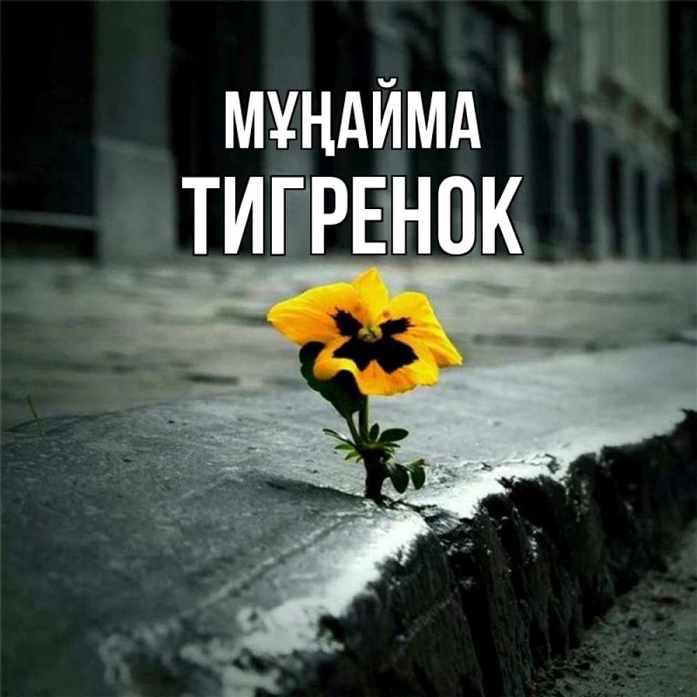 Күн сайын ашық хат с именем, Тигренок Мұңайма не сдавайся Онлайн тегін жүктеп алу тілектері бар керемет карта 